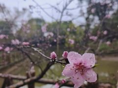 -南汇桃花村
