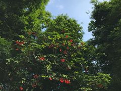 -玉树公园