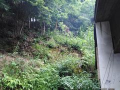 -长沙黑麋峰国家森林公园