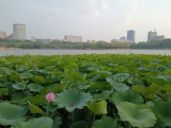 -莲花池公园