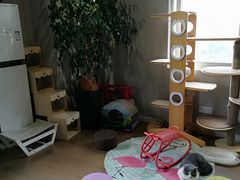 -东方名猫馆·英短金渐层布偶猫舍(环线广场1号楼店)