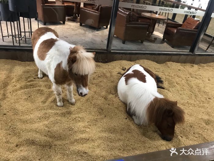 佳伯马术俱乐部(八方汇店)-vickijm的相册-无锡亲子-大众点评网