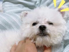 -瑞派宠物医院(搏威敦和院)