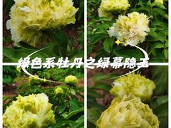 -曹州牡丹园
