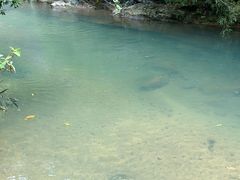 -广州白江湖森林公园