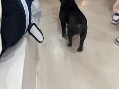 -共舞时光猫咖·狗咖(新街口店)