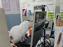 -纳吉亚猫专科动物医院·北北分院