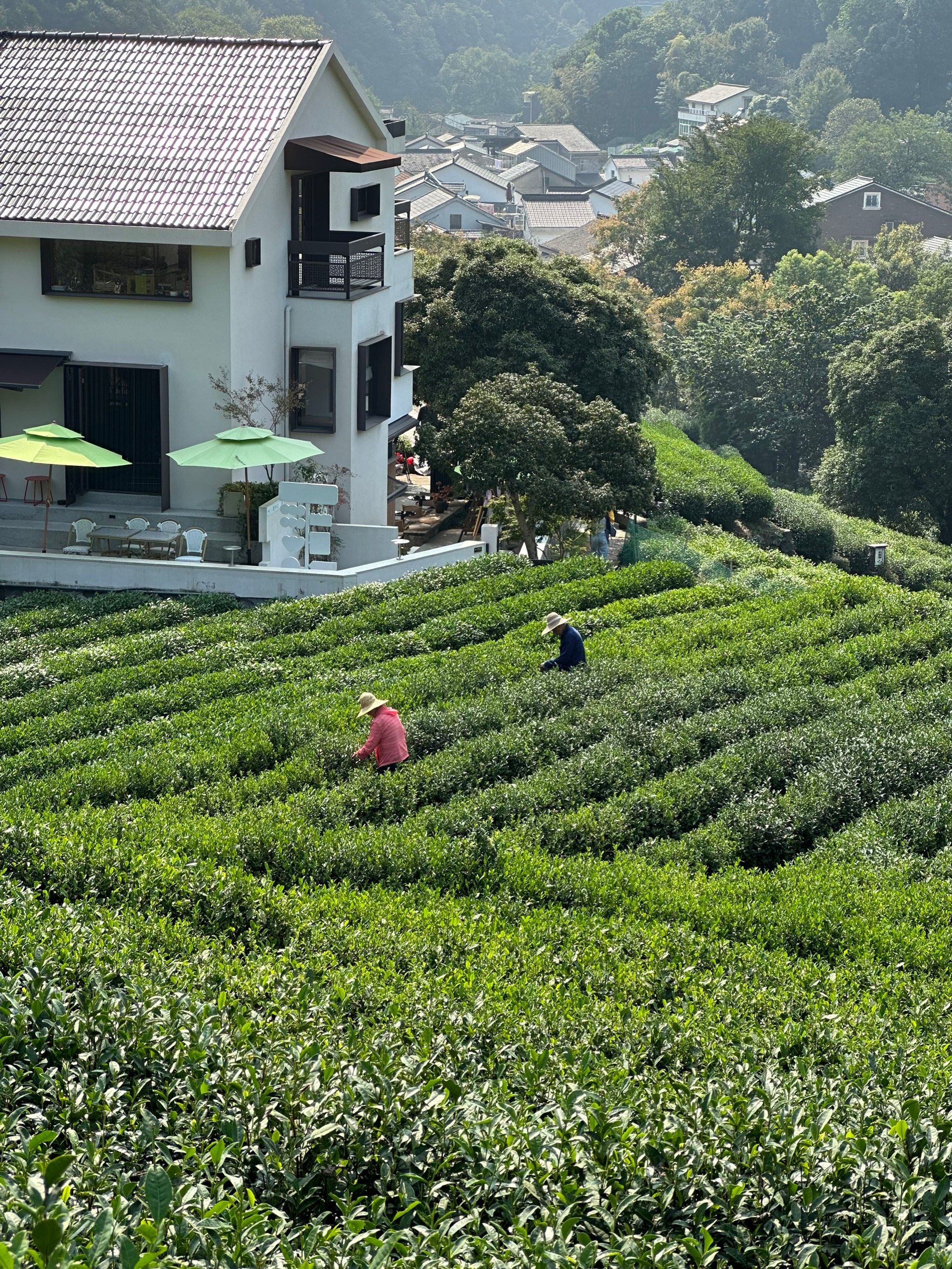探秘龙井,品味春意盎然