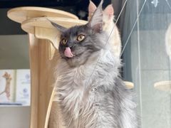 -十年猫舍·猫咪专门店(普陀店)