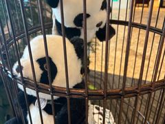 -成都保利公园皇冠假日酒店(熊猫基地店)