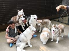 -TrueLove @ Neverland (Husky Cafe)