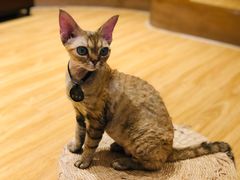 -啵啵喵·猫咖(攀华国际店)