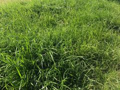 -羊亭河湿地公园