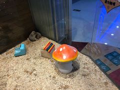 -龟与熊猫宠物公园(南坪店)