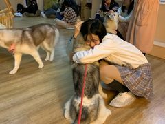 -Husky Go! 哈士奇体验馆·宠物咖啡厅狗咖