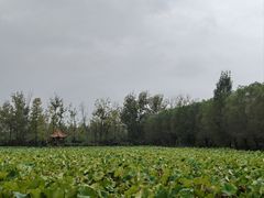 -滕州微山湖红荷湿地景区