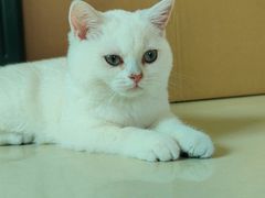 -lincat·猫舍(广州店)
