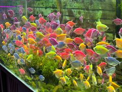 -双季花艺园艺市场(浦东店)