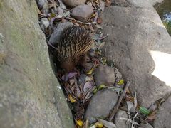 -费瑟代尔野生动物园