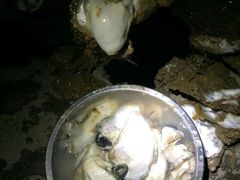 北陡出名的生蚝，新鲜开，大大只，无渣，够滑，绝不缩水，两个字形容，超正……-浪琴湾尾角仔海鲜坊