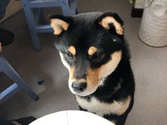 -喜柴咖啡·柴犬狗咖
