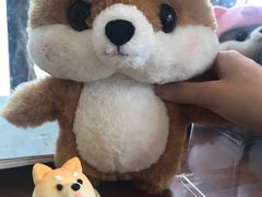 -柴犬高等学院·狗咖·柴犬售卖·宠物训练