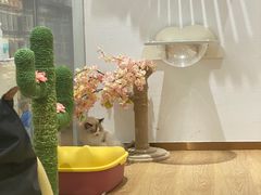 -1013 PET SHOP精品宠物商店(丁香店)