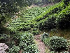 -十八棵（老龙井）御茶园(老龙井店)