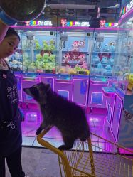 -神奇动物撸宠馆·羊驼·小浣熊·异宠(豫园店)
