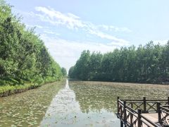 -合肥滨湖国家森林公园