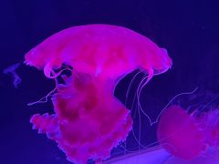 -珠海长隆海洋王国