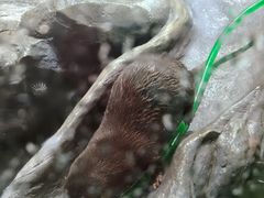 -海合安成都极地海洋公园