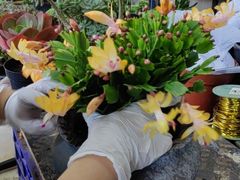 -金科花卉市场