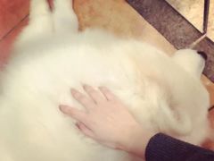 -more than meow吴止猫主题餐厅(承德 中船汇店)