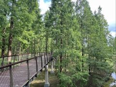 -黄海国家森林公园