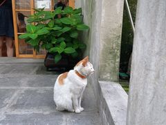 -猫的天空之城概念书店(苏州平江店)