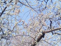 -桃花堤公园