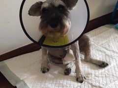 -安安宠医·安宠宠物医院