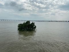 -宝安西湾红树林湿地公园