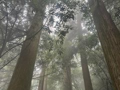 -天目山大树王景区