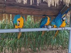 -西霞口神雕山野生动物世界