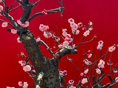-红梅公园