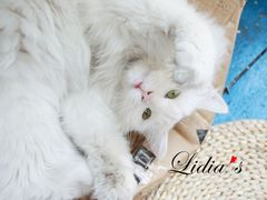 猫-Sirena海妖日咖夜酒