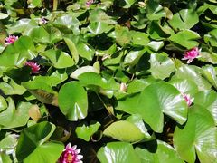 -万源龙顺度假庄园生态观光园