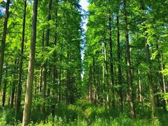 -黄海国家森林公园