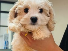 -翊宠yipet猫狗购宠庄园犬舍•猫舍