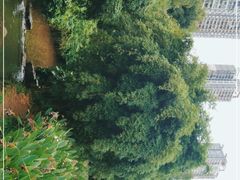 -重庆彩云湖湿地公园