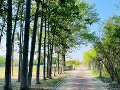 -杨柳青庄园