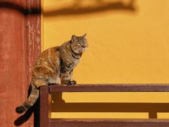 -龙华素斋(龙华路店)