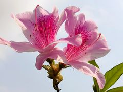 -广州市石门国家森林公园